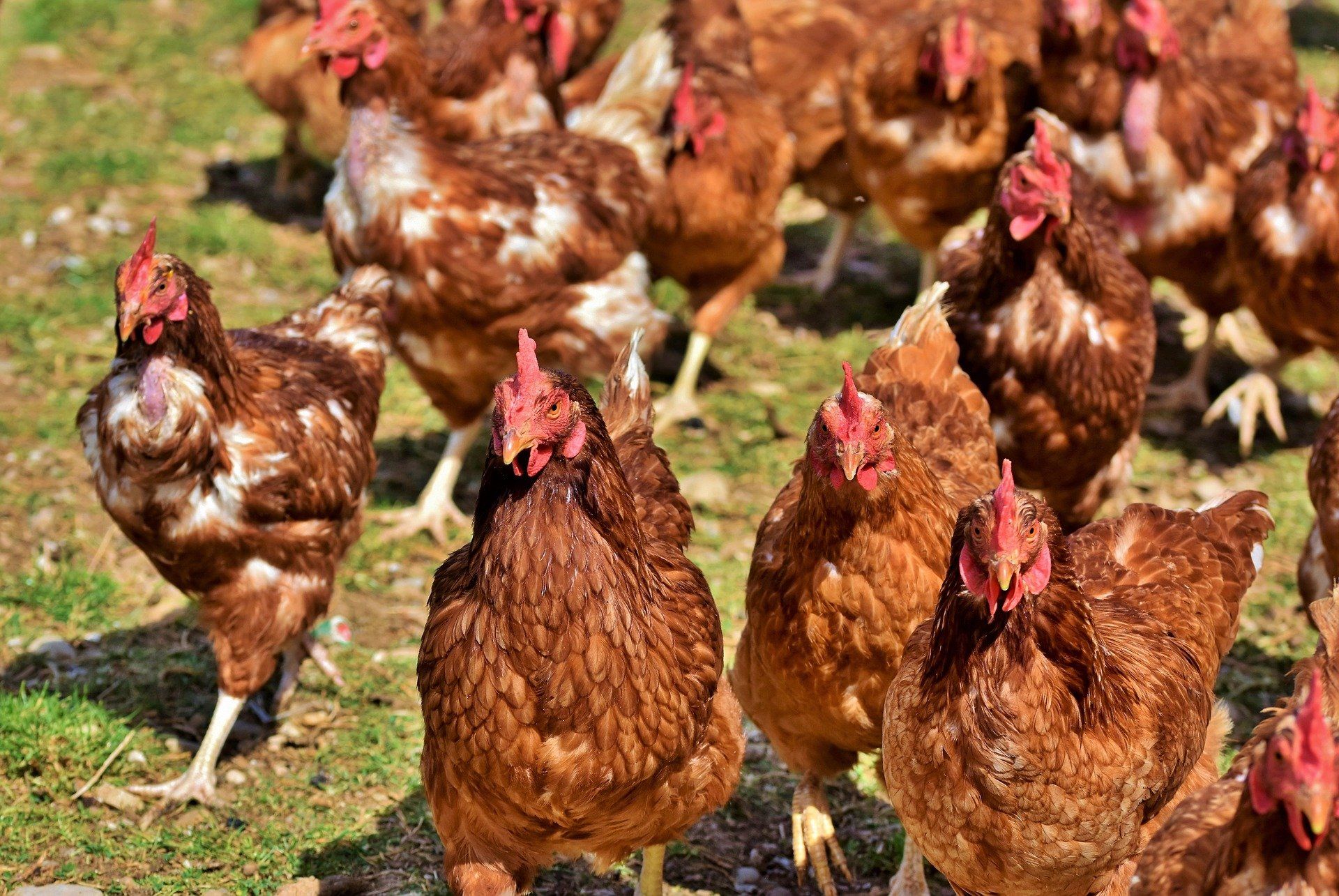 Grippe aviaire : de zone de protection à zone sous surveillance